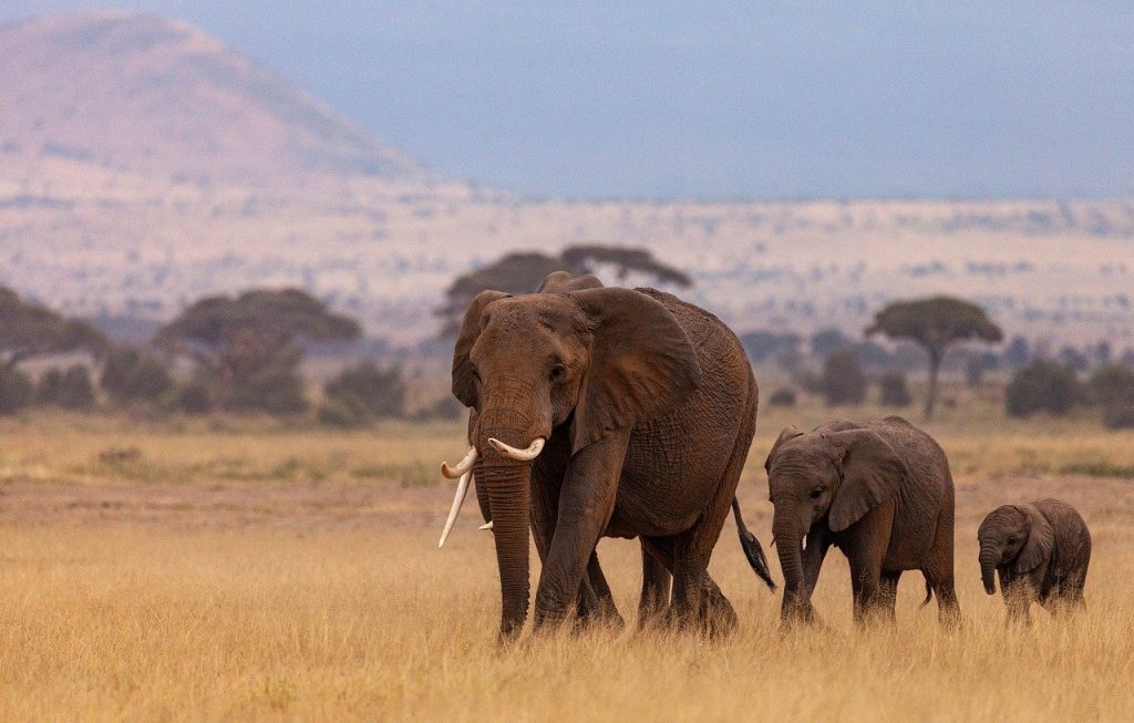 elephants, herd, pachyderms